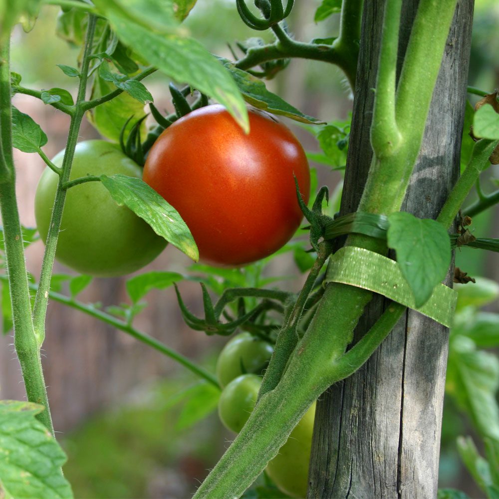 Velcro® Brand Reusable Garden Ties Support Tomato and Flower Plants