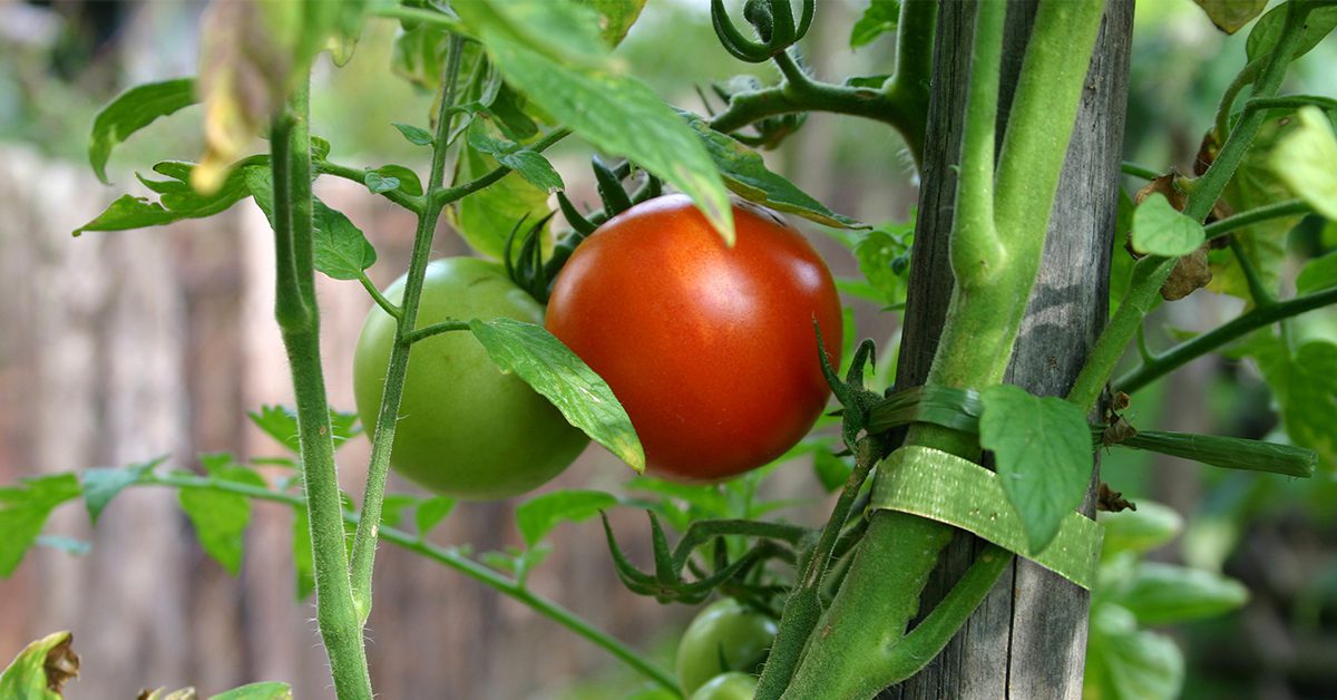 How to Grow Tomatoes