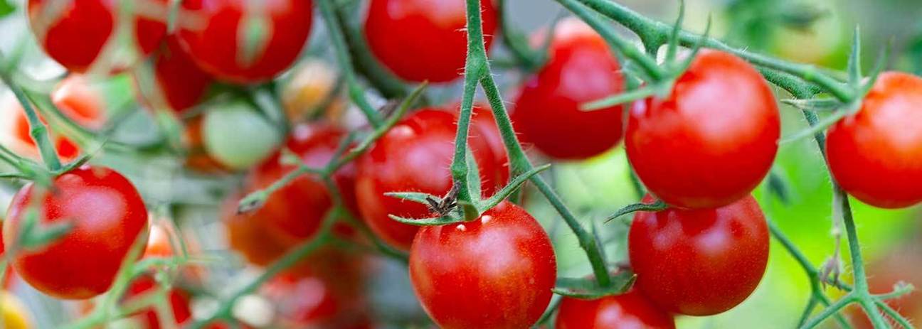 How to tie up tomato plants