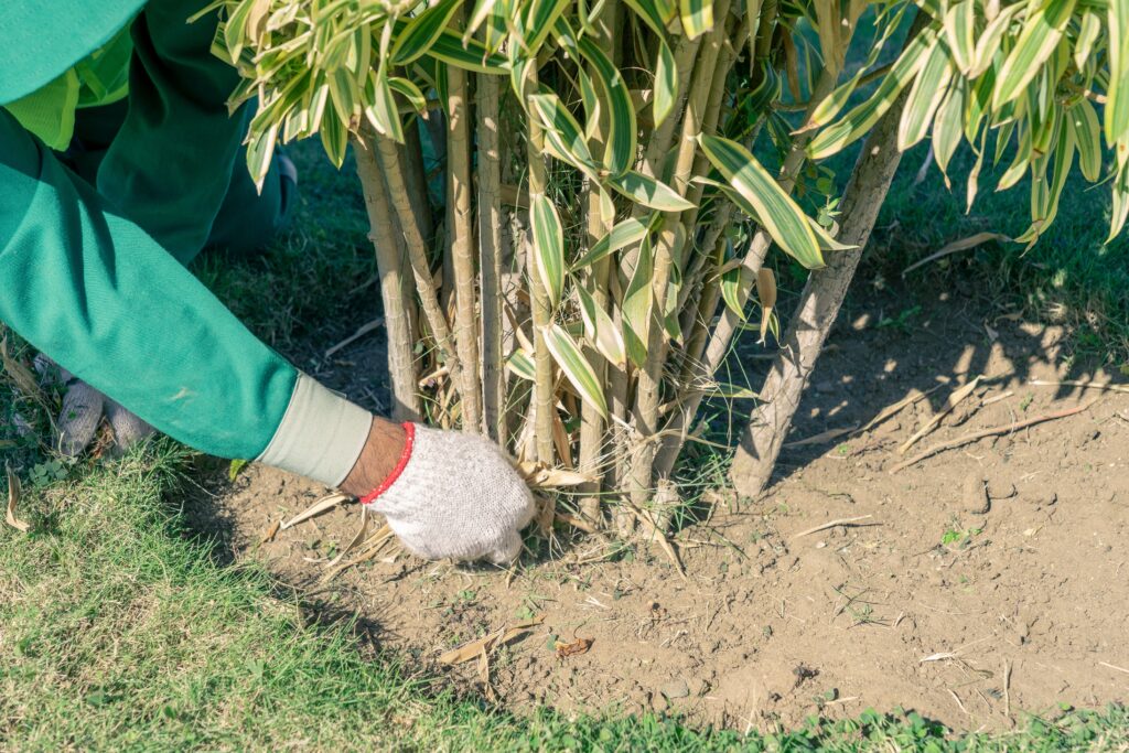 Person tending to bamboo and helping it grow