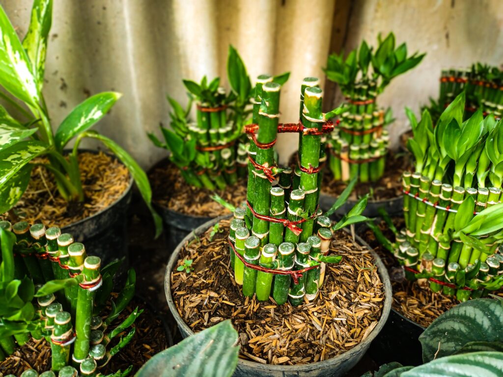 lots of bamboo growing in black containers