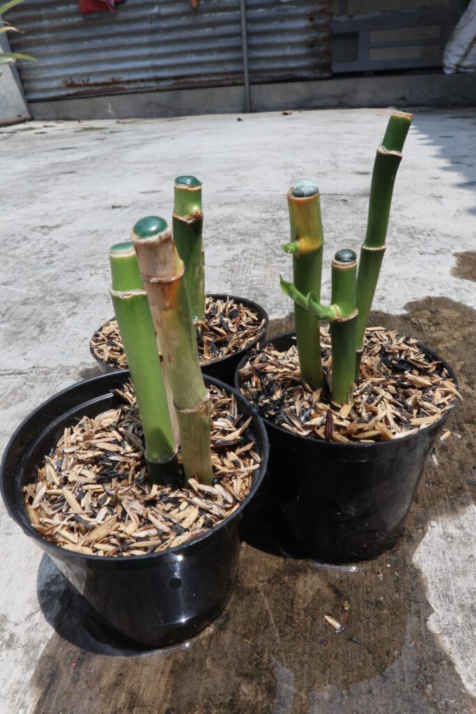 bamboo plants growing in black containers