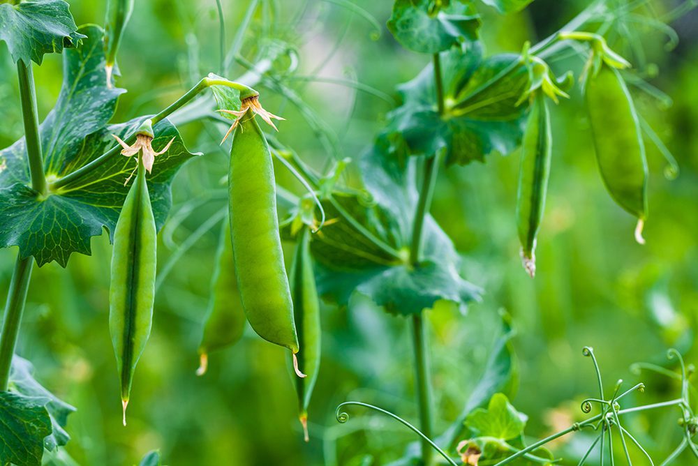 March Gardening jobs - pea prep