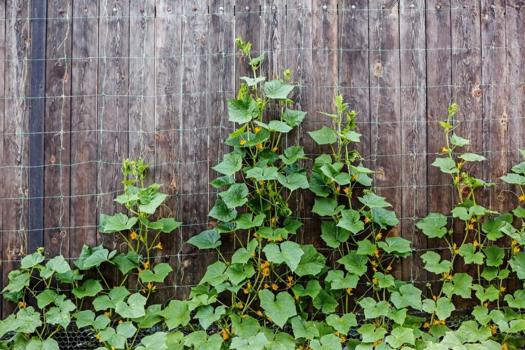 How to grow cucumbers vertically - trellis