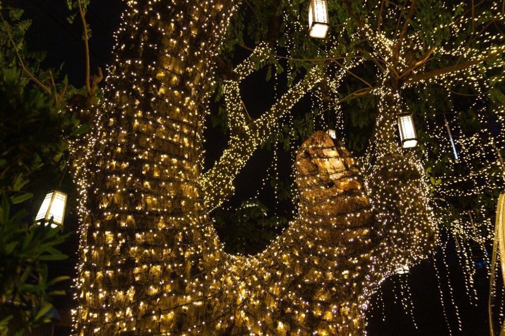 string lights wrapped around a shrub and or a tress