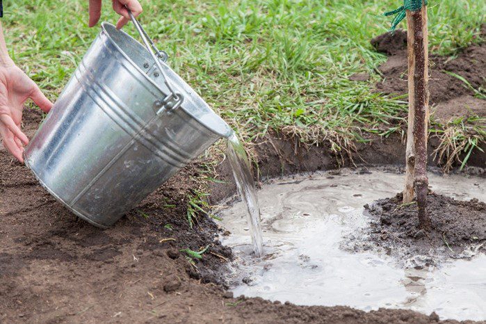 watering bare root fruit trees