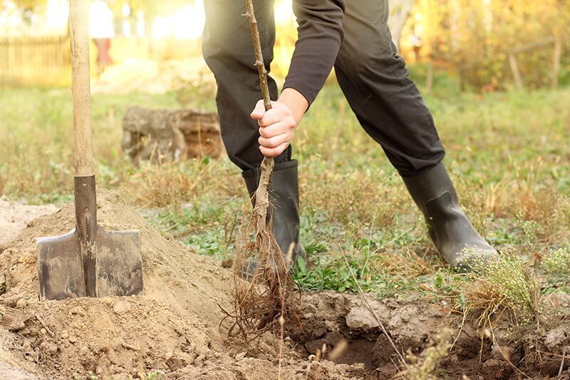 planting and watering bare root fruit trees