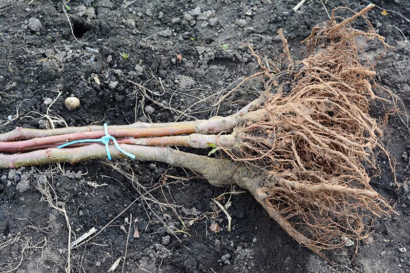 Plant Bare Root Fruit Trees bare fruit trees