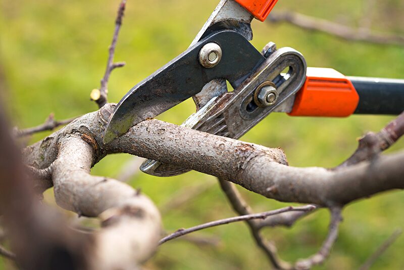 pruning bare root fruit trees