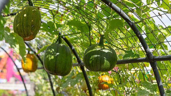 Arched trellis growing squash.