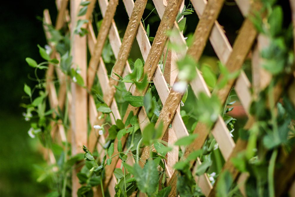 Snap peas growing along a wooden trellis.