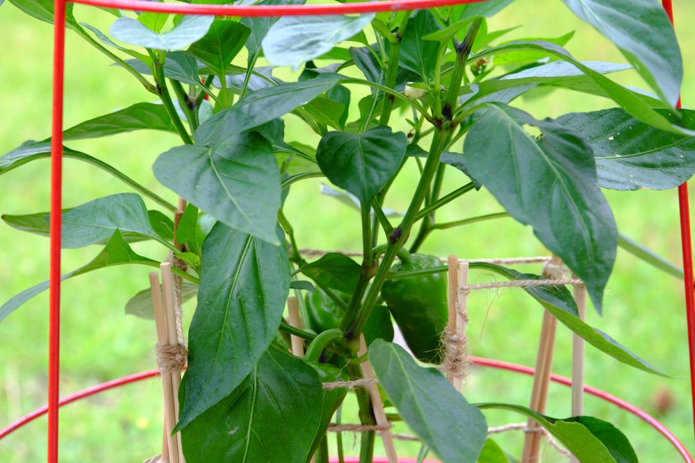 Bell peppers growing in a vertical veggie garden with a cage for support