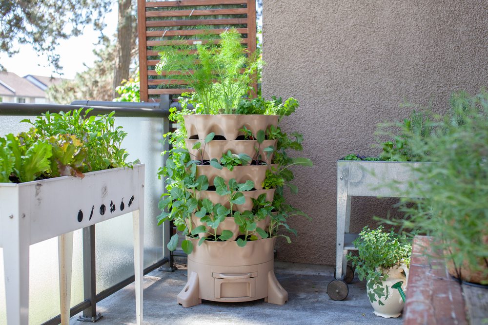 Herbs growing vertically in a garden tower on an apartment balcony.