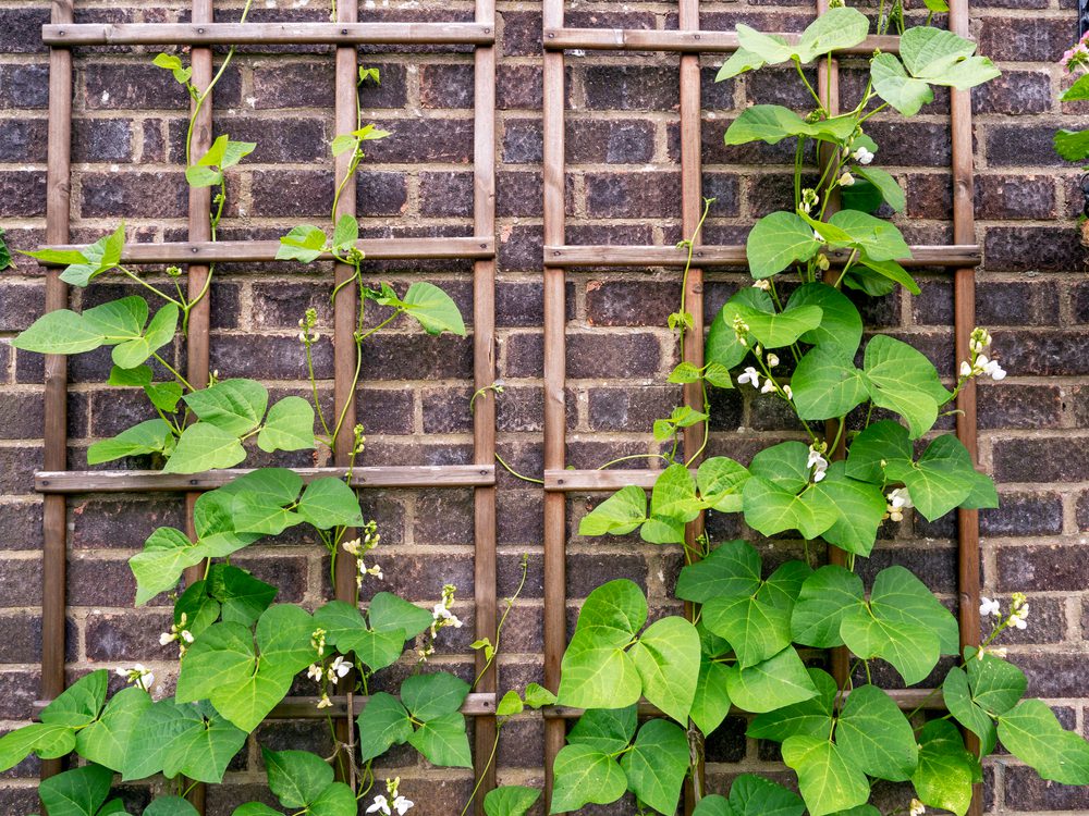 Beans grown up a trellis on a brick wall