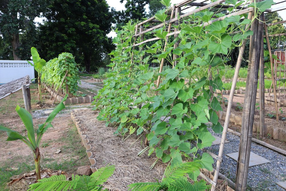 Courgette growing vertically up a trellis