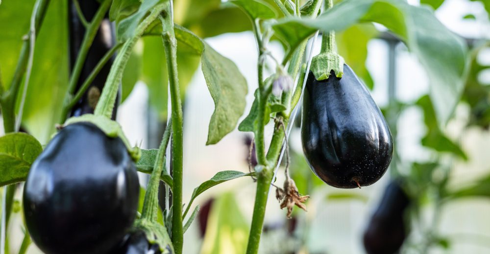 Aubergines grown upwards in a vertical vegetable garden