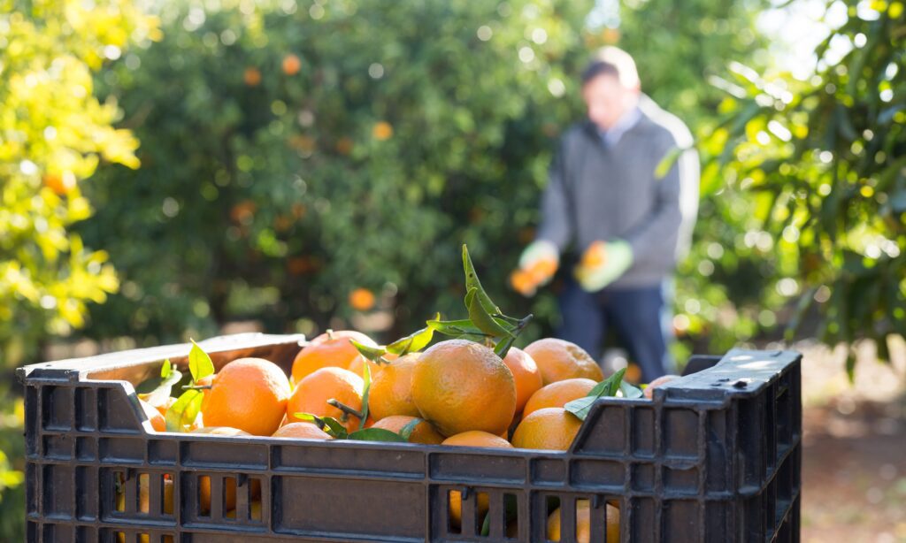 Freshly harvested citrus fruit in crate with farm worker holding oranges in sunny orchard.
