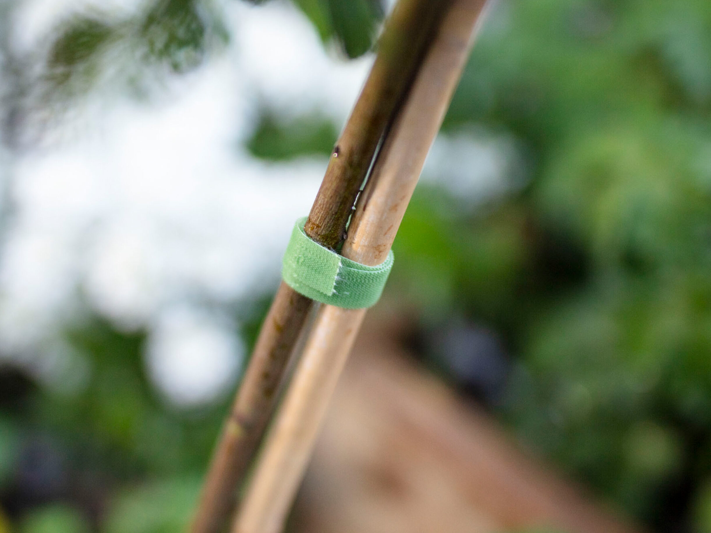plants tied together using VELCRO® Brand Garden Ties