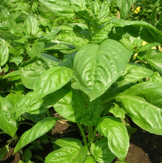VELCRO® Brand Peel-Away™ Seed Pot Basil