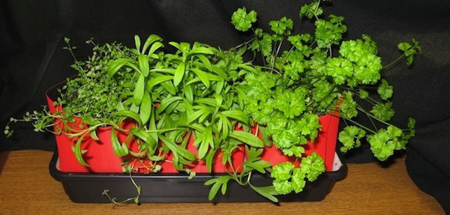 VELCRO®_Brand_Gardening_Tips