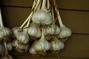 Velcro_Industries_Nardozzi_Fall_Gardening